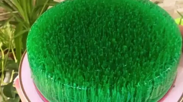 سبزه ژله ای برای عید نوروز
