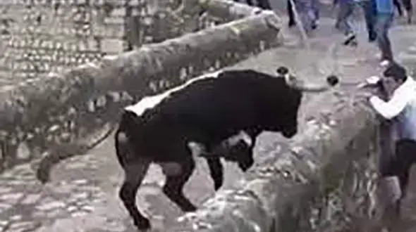 بازداشت گاو آزار گیلان / بریدن دم گاوهای همسایه کارش بود