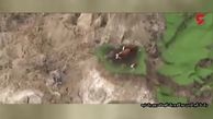 فیلم صحنه عجیب از نجات دو گاو و گوساله شان از زلزله 8 ریشتری +فیلم 