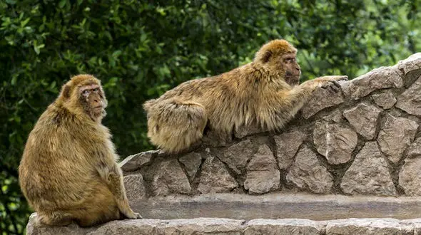 حمله یک میمون به دانش آموزان دختر 16 تن را کشت +عکس 