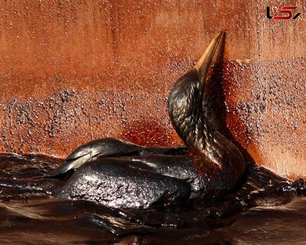 نشت نفت به دریا حیات حیوانات را به خطر می اندازد