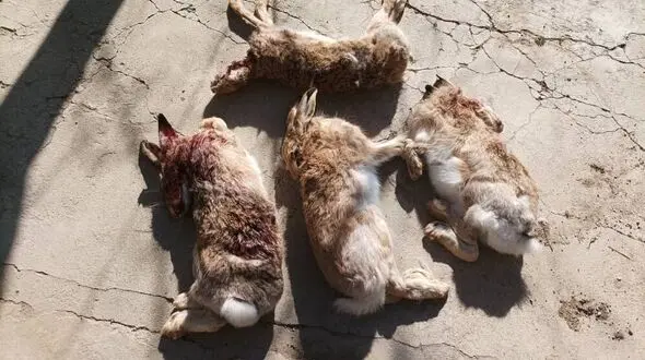انتشار این عکس تلخ شکارچیان بی رحم را گرفتار کرد / دستگیری در بهار