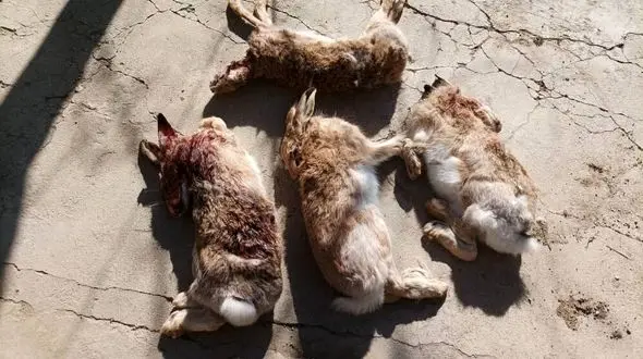 انتشار این عکس تلخ شکارچیان بی رحم را گرفتار کرد / دستگیری در بهار