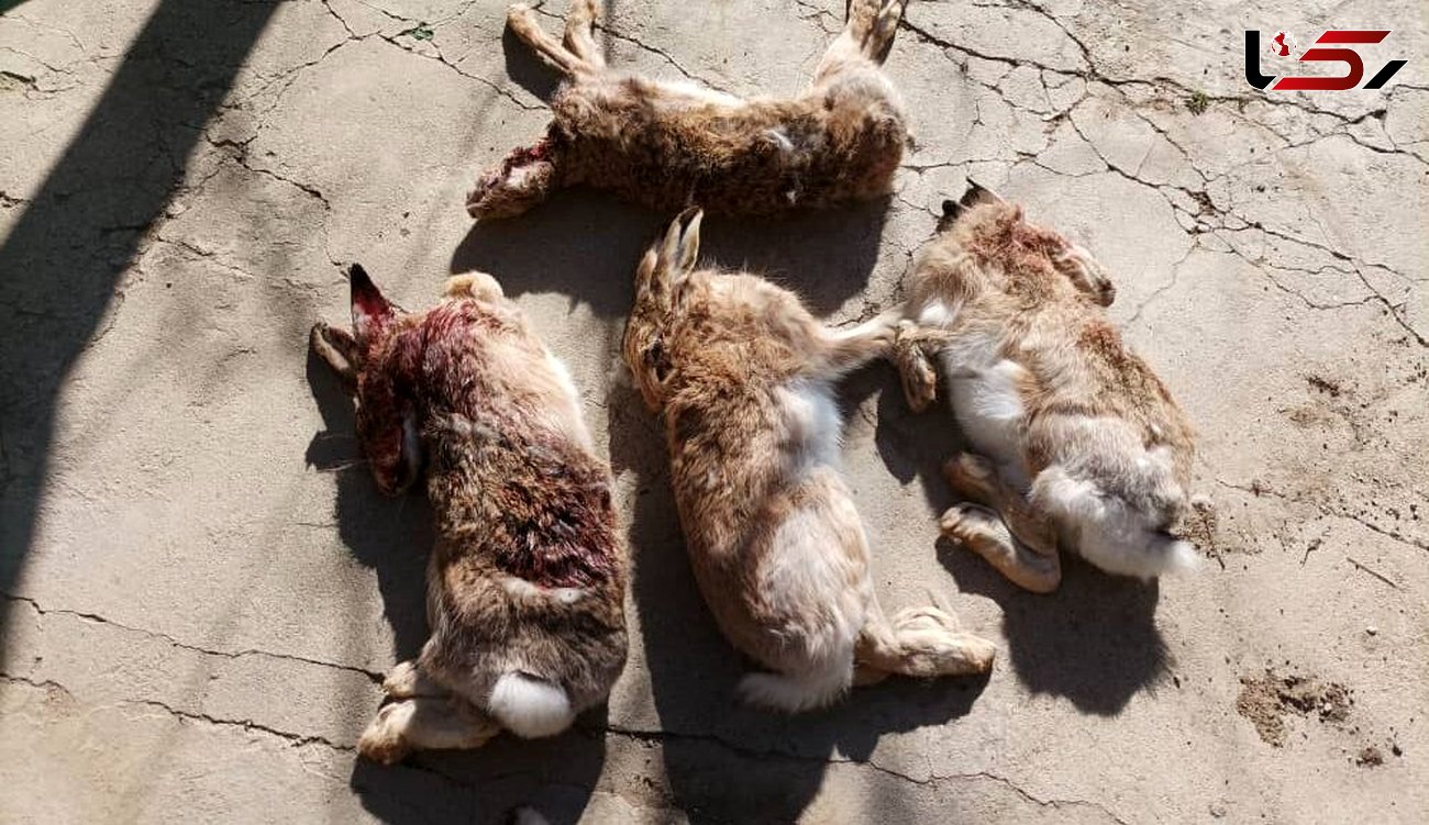 انتشار این عکس تلخ شکارچیان بی رحم را گرفتار کرد / دستگیری در بهار