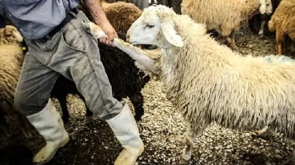 انهدام باند میلیاردی قاچاق احشام در شهرضا