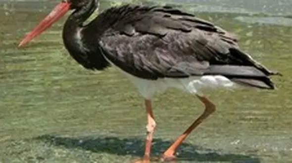 مهربانی روستایی های مهاباد با لک لک ها ! / + فیلم دیدنی از کمک اهالی برای  لانه سازی 