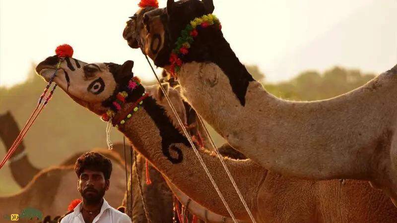 شتر