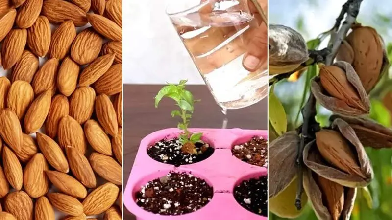 نکات مهم برای پرورش و نگهداری بادام در گلدان