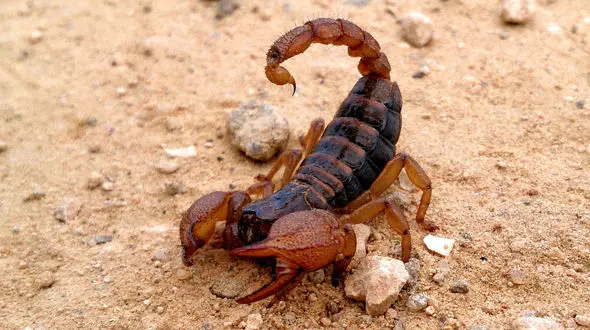 هشدار برای گزیدگی مرگبار حشرات/ در زمان نیش زدگی چه باید کرد