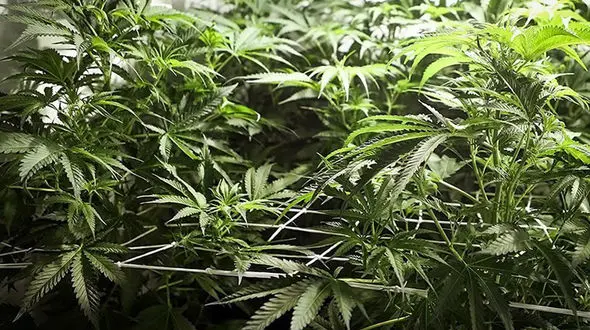  کشف ۵۰۰ کیلو ماده‌مخدر «گل» در همدان 