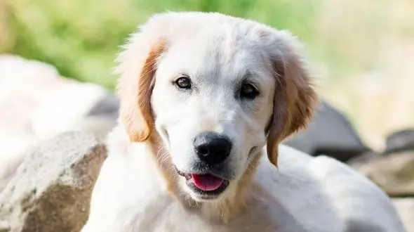 جنجال فیلم خرید سگ از میوه فروش ها ! / حتما ببینید