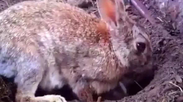 شیوه جالب خرگوش برای مخفی کردن فرزندانش + فیلم