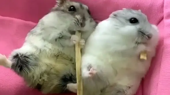 غذا خوردن 2 همستر / فیلم