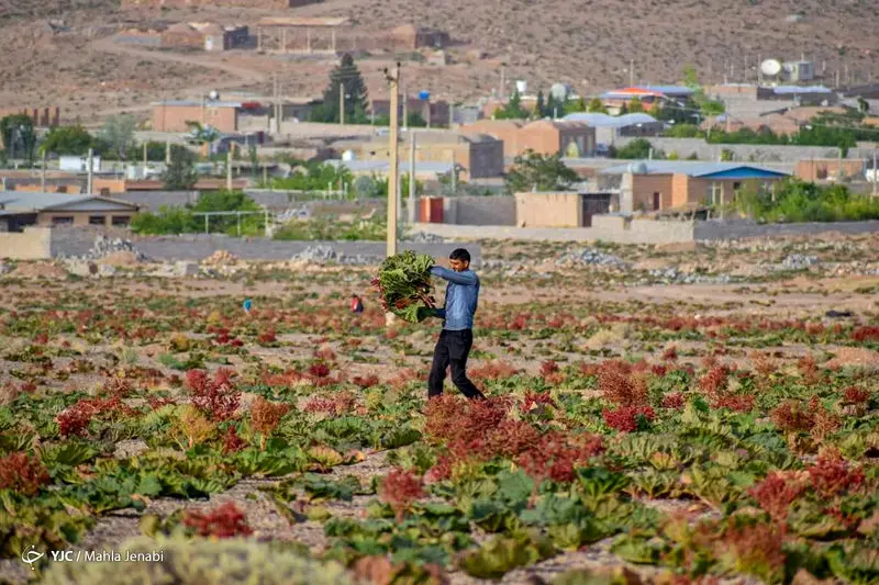 دشت زیبای ریواس 19