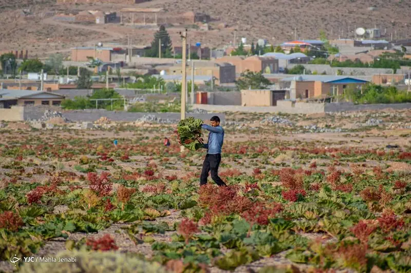 دشت زیبای ریواس 19