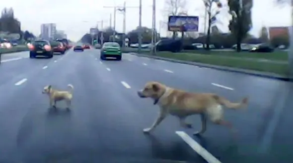 لحظه تصادف توله سگ بازیگوش در اتوبان + فیلم