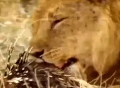 فیلم تقلای شیر برای خوردن خارپشت