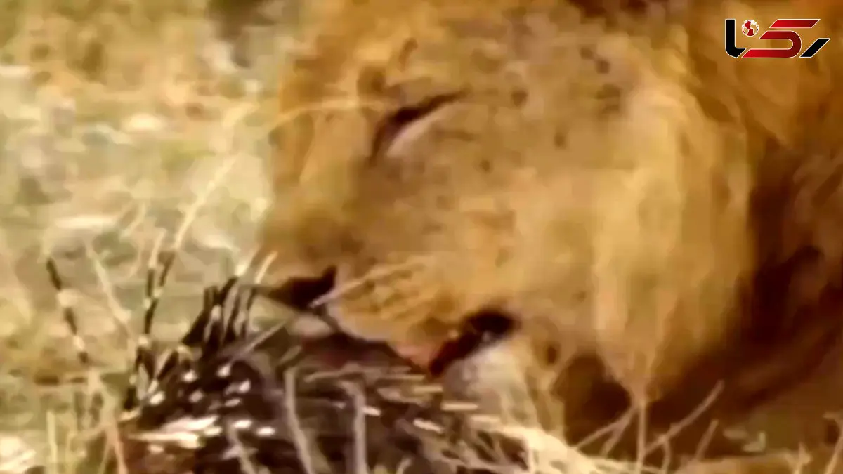 فیلم تقلای شیر برای خوردن خارپشت