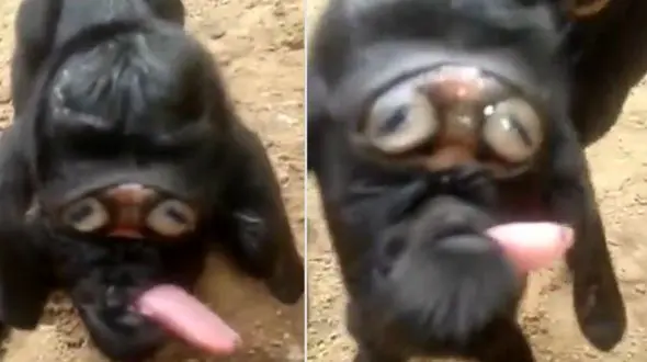 تولد بزغاله‌ای با چهره ای عجیب و ترسناک! + فیلم