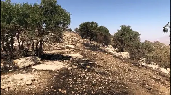 زاگرس در آتش/  صدمات اجتماعی و محیط زیستی سوختن درختان زاگرس برای ایران