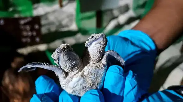 تولد لاک پشت دو سر در مالزی