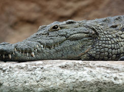 قدرت تمساح در پارک خزندگان استرالیا + فیلم