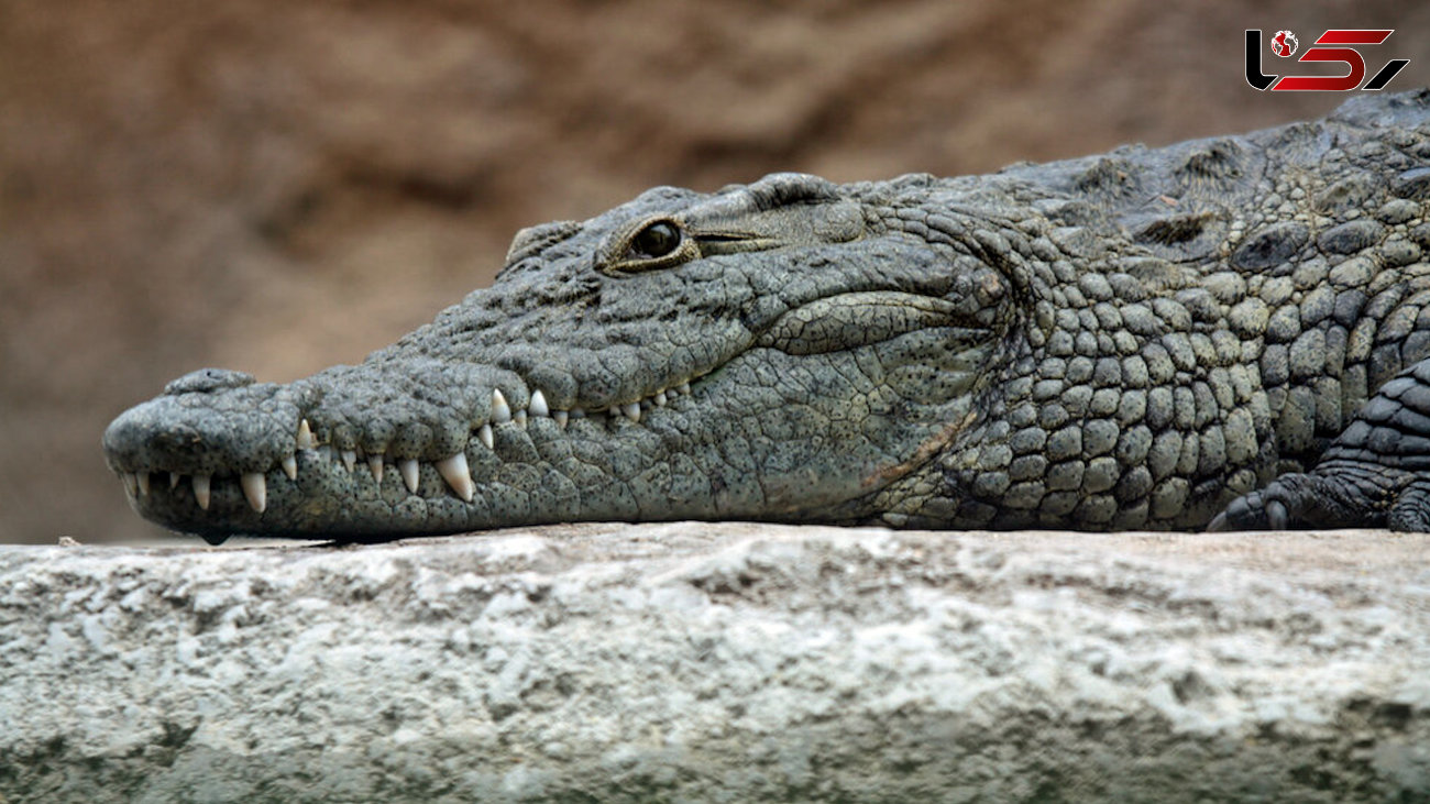 قدرت تمساح در پارک خزندگان استرالیا + فیلم