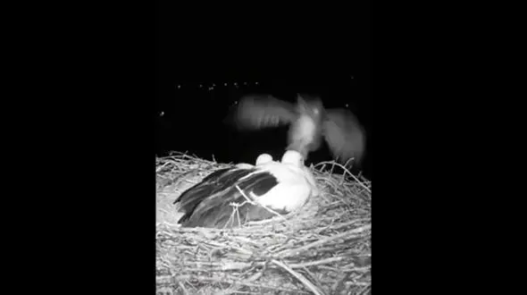 شکار شبانه شاه‌ بوف؛ تماشای هنگامه شکار لک‌ لک در تاریکی + فیلم