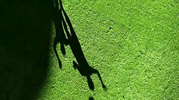 ماجرای پرونده یکی از فوتبالی ها در کلوپ شبانه امارات 