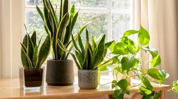 این گیاهان آپارتمانی ضد آلودگی هوا هستند + عکس و اسامی