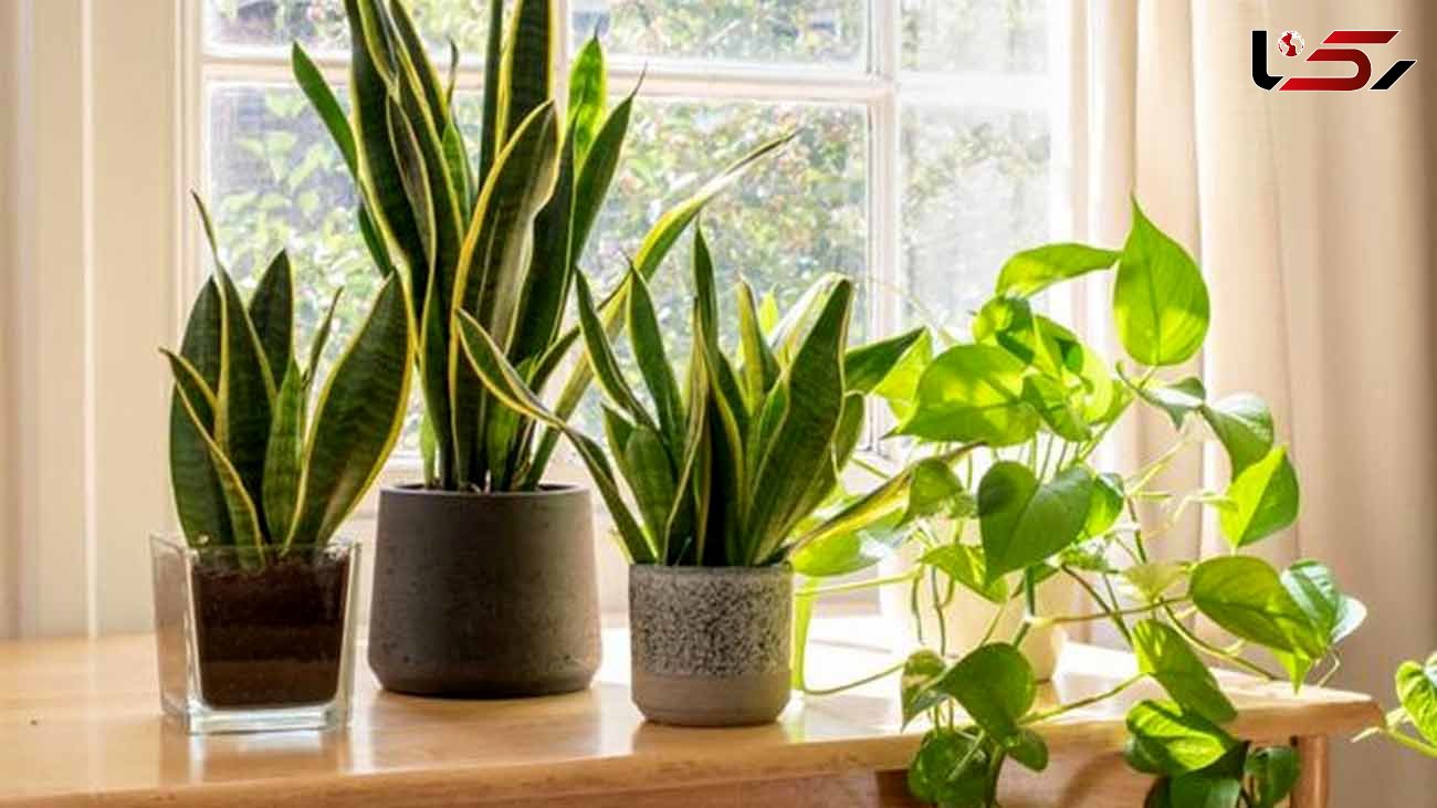 این گیاهان آپارتمانی ضد آلودگی هوا هستند + عکس و اسامی