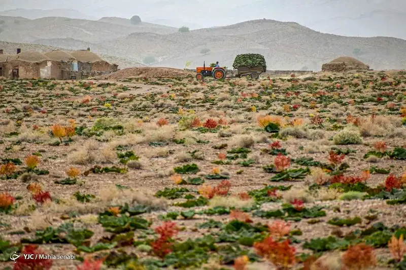 دشت زیبای ریواس 11