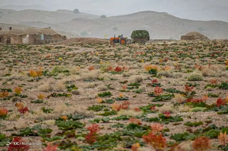 دشت زیبای ریواس 11