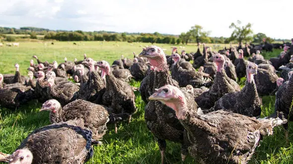 مسابقه فوتبال بین بوقلمون ها + فیلم