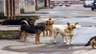 سگ های ولگرد سالانه جان ۳۵۰۰۰ انسان را می گیرند! / امکان صادرات سگ های ولگرد به چین و کره جنوبی