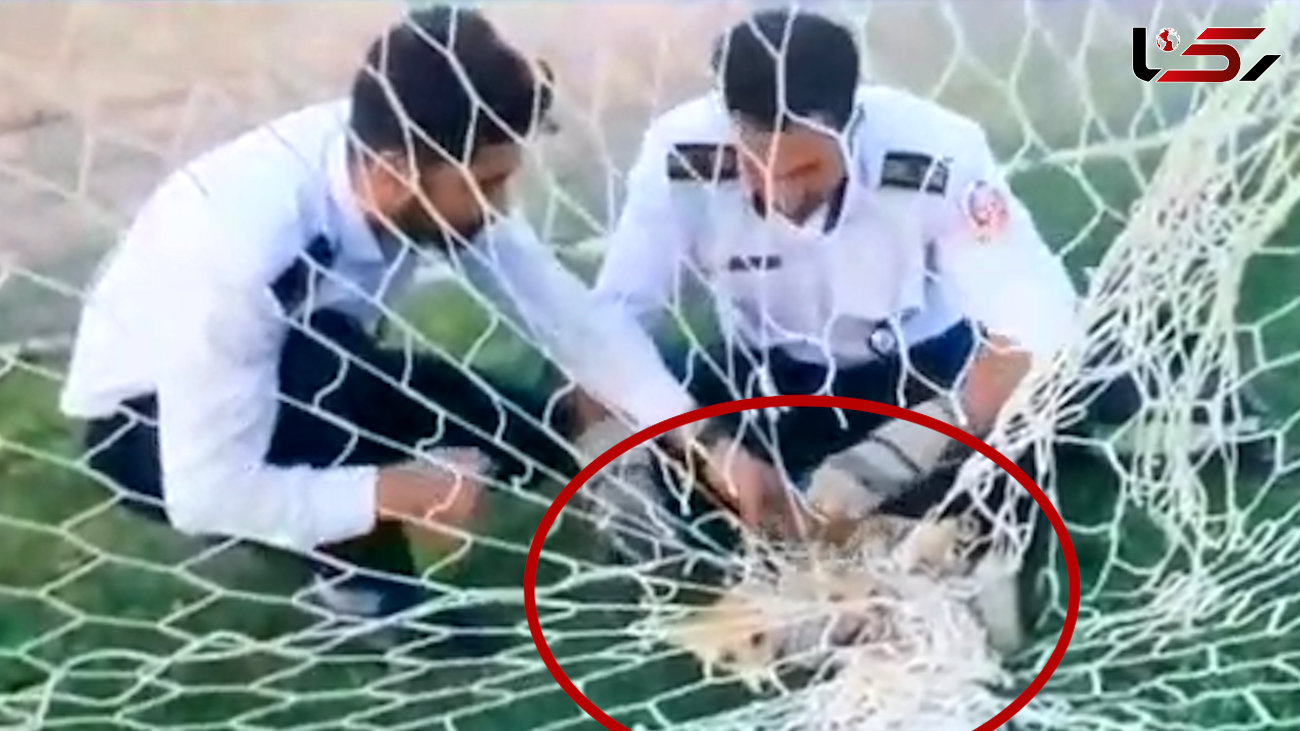 فیلم دیدنی از نجات روباه از تور دروازه فوتبال دانشگاه رازی کرمانشاه /  ببینید