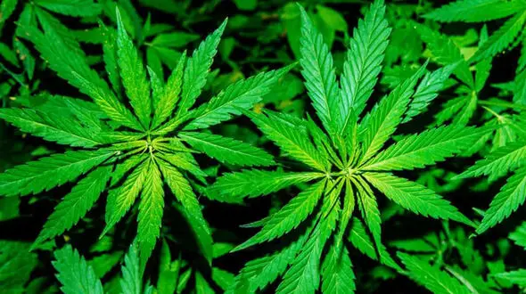 پاپوش یک مرد برای زن سابقش در سنگاپور