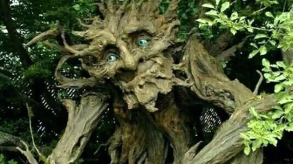 سیبچه مرگ؛ عجیب ترین درخت دنیا که موجب کوری هم می شود + عکس