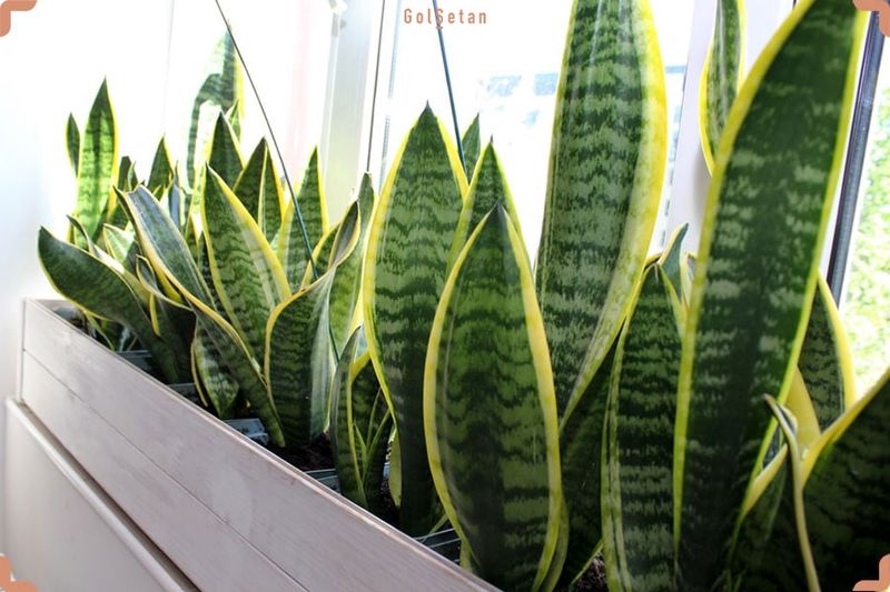 Sansevieria-Plants-Together-min