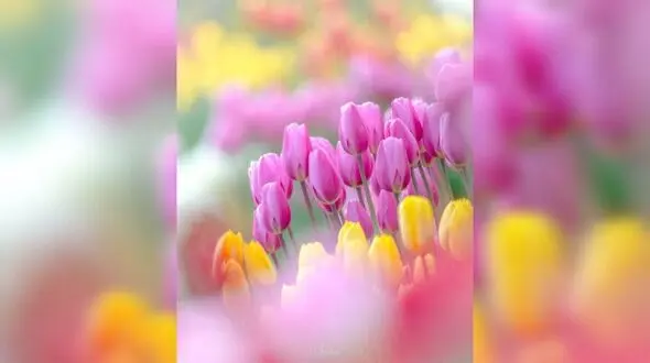 جملات سلام ظهر بخیر + فیلم