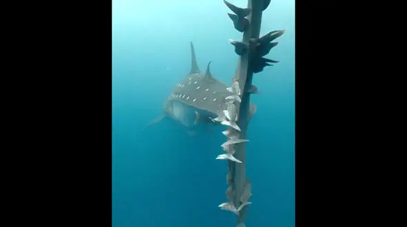 کوسه و بچه هایش را ببینید / فیلم