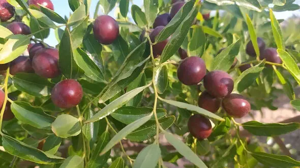 دیابتی ها از عناب غافل نشوند