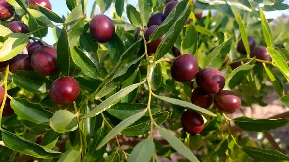 دیابتی ها از عناب غافل نشوند