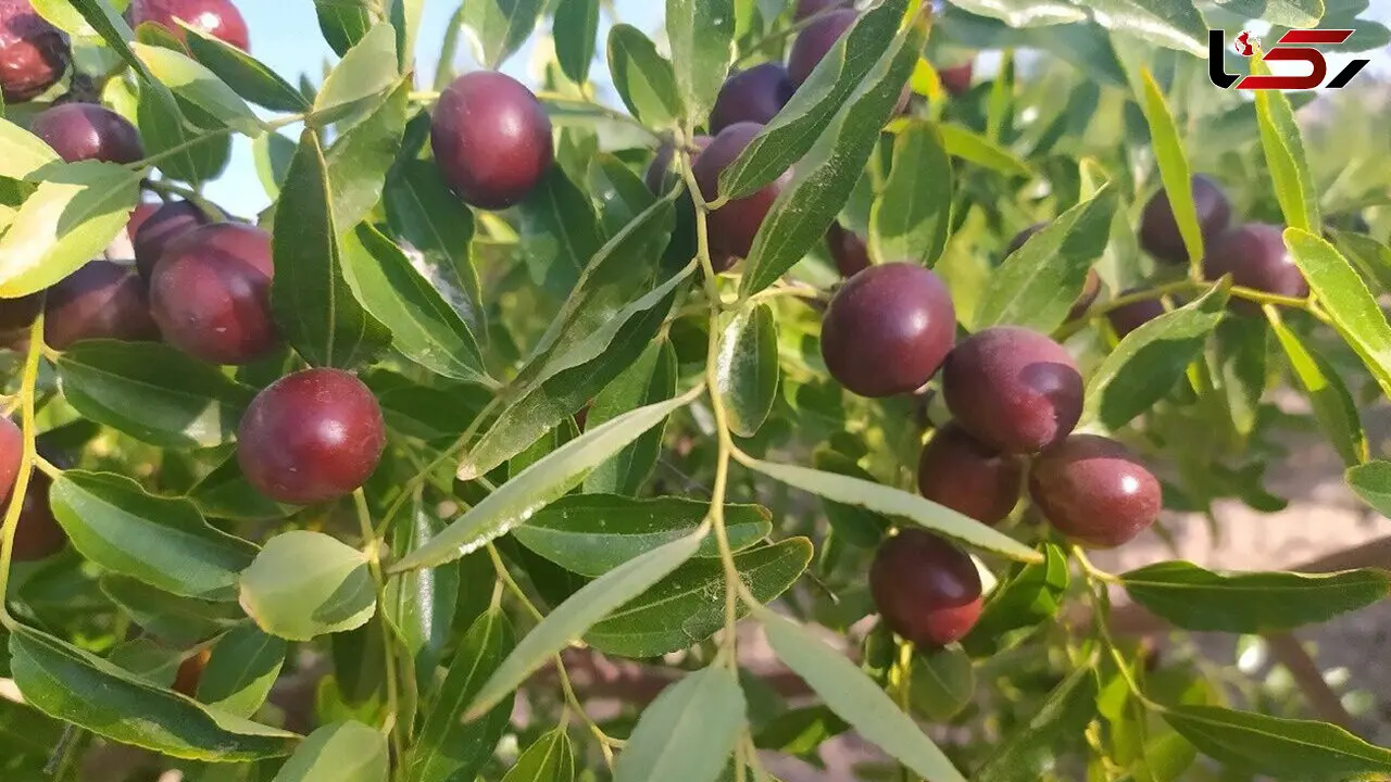 دیابتی ها از عناب غافل نشوند