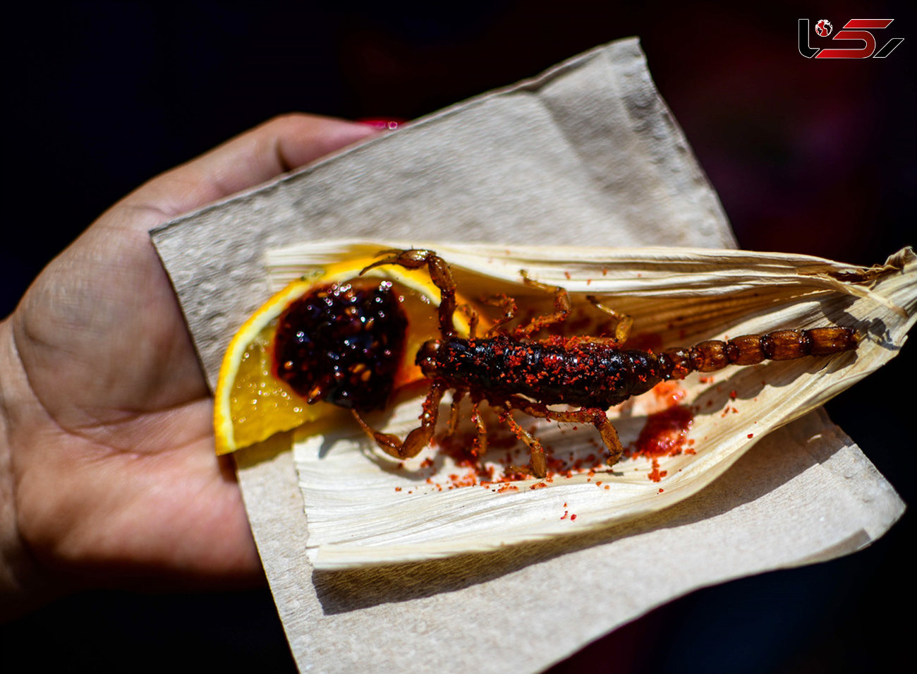 ایده جدید یک رستوران مکزیکی،منوی حشرات+تصاویر