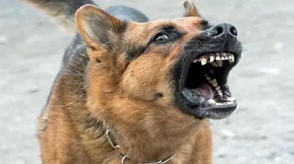فیلم بلعیده شدن انسان توسط سگ های وحشی  / همه ترسیدند!