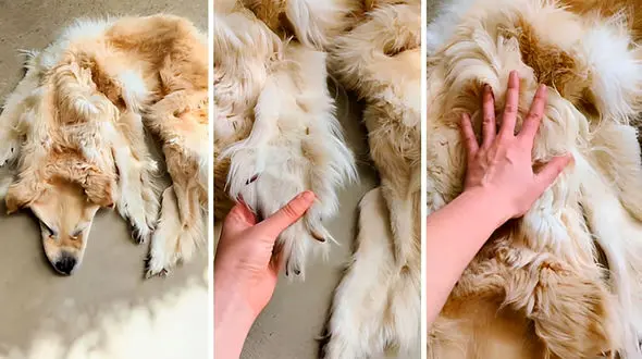 ساخت قالیچه از سگ مرده! + عکس