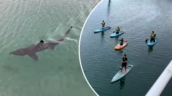  یک کوسه بزرگ بندر را به هم ریخت + فیلم دیدنی
