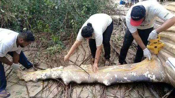 پیدا شدن یک موجود عجیب در خشکی ساحل+تصاویر
