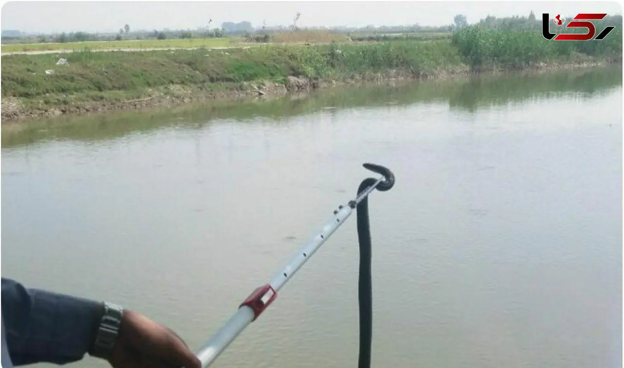 وحشت از مار سمی 1.5 متری در خانه یک بابلی + عکس 